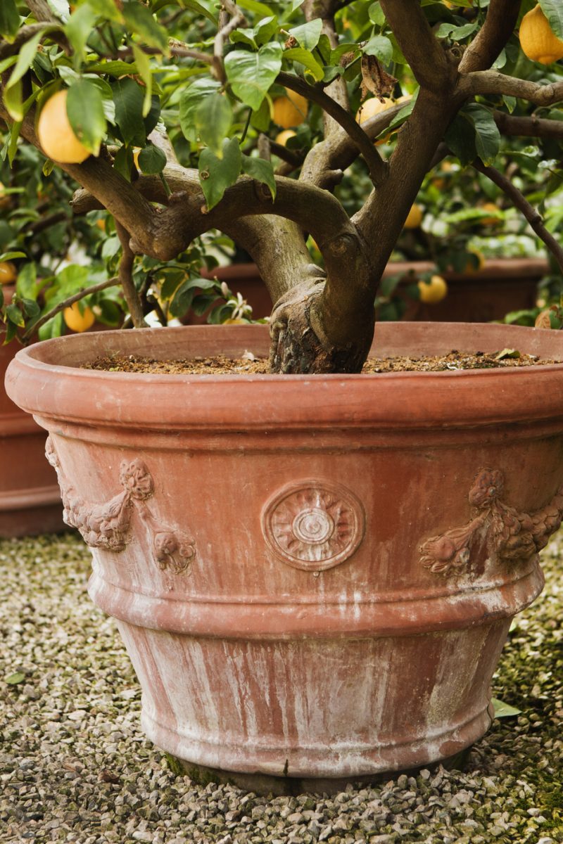 Lemon Trees in Tuscany, Italy